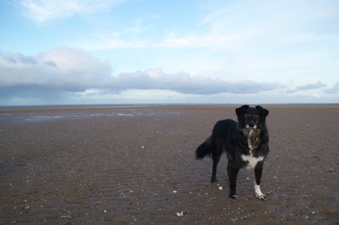Dog on Holkham beach